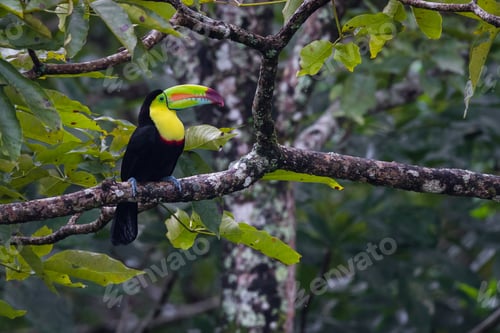 Preview: Keel Billed Toucan Perched On A Tree Branch In The Rainforest Of Costa Rica