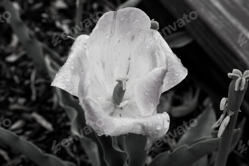 Preview: Wet Tulip Flower In Black And White