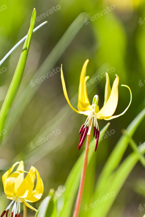 Preview: Closeup Of A Trout Lily In A Patch Of Green Grass