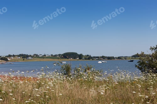 Preview: Wildflowers Growing At Lakeshore, Prince Edward Island, Canada