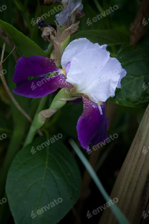 Preview: Purple Bearded Iris Open With Green Leaf Background