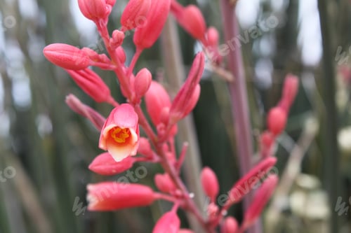 Preview: Red Yucca Plants With Small Flowers