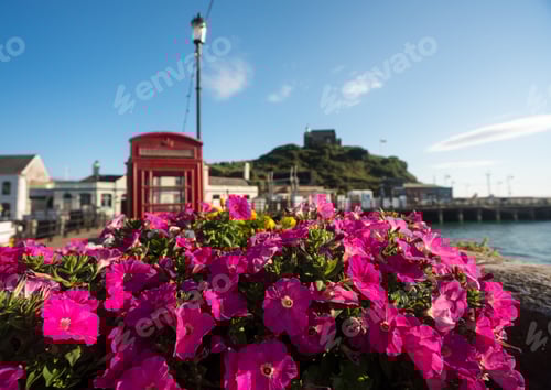 Preview: Early Morning Sun Illuminates Pink Flowers In Front Of The Harbor At Ilfracombe, Devon