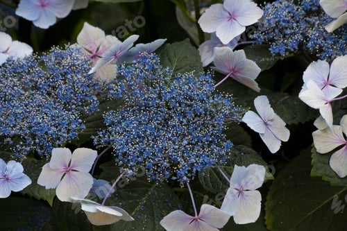 Preview: Cape-Primrose Flowers Growing Outdoors In The Grass