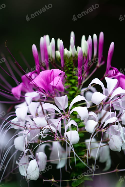 Preview: Close Up Of A Beautiful Blooming Plant With Flowers Blooming From Top To Bottom Almost As In A
