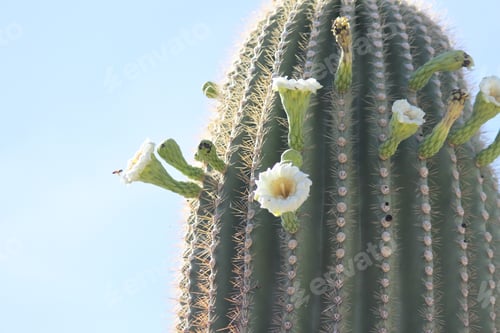 Preview: Blooming Saguaro Cactus Flowers in the Arizona Desert