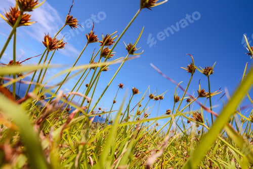 Preview: Chile Easter Island Isla De Pascua - Nature Garden Flowers Close