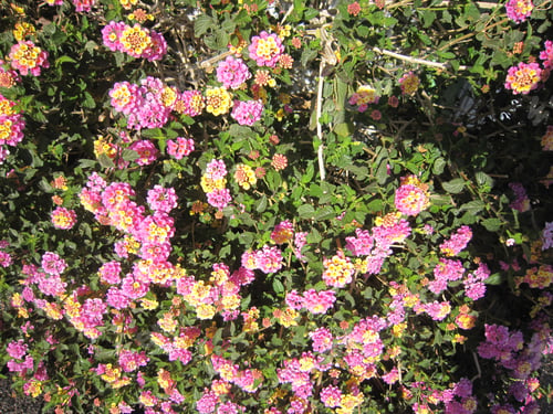 Preview: A Pink And Yellow Lantana Bush 1072