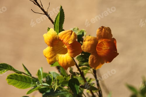 Preview: Clumps Of Orange Trumpet Vine Flowers 6274