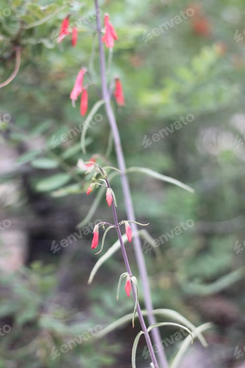 Preview: A Firecracker Penstemon With Pink Flowers 8346