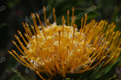 Preview: Gorgeous Yellow Protea Flower Blossom Up Close.