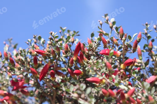 Preview: A Desert Penstemon Bush With Bright Pink Flowers 6502