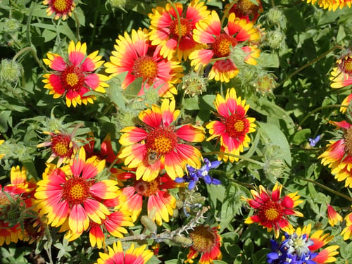 Preview: Coreopsis Flower And Blue Bonnet Flowers