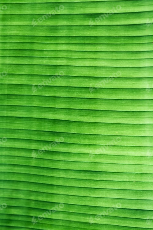 Preview: Close Up Of A Green Banana Leaf As A Background Or Natural Texture
