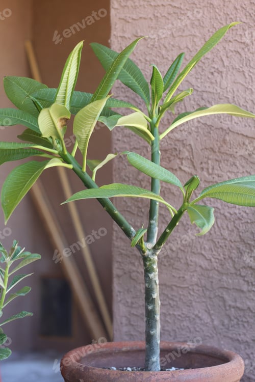 Preview: A Plumeria Rubria Plant With Lush Green Leaves 0666