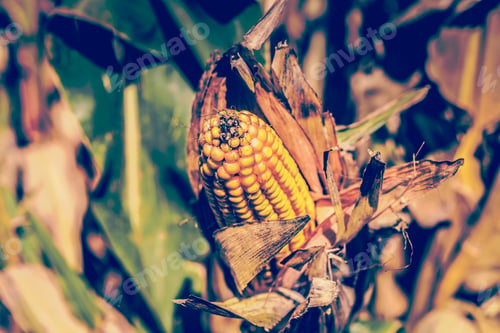 Preview: Corn Field