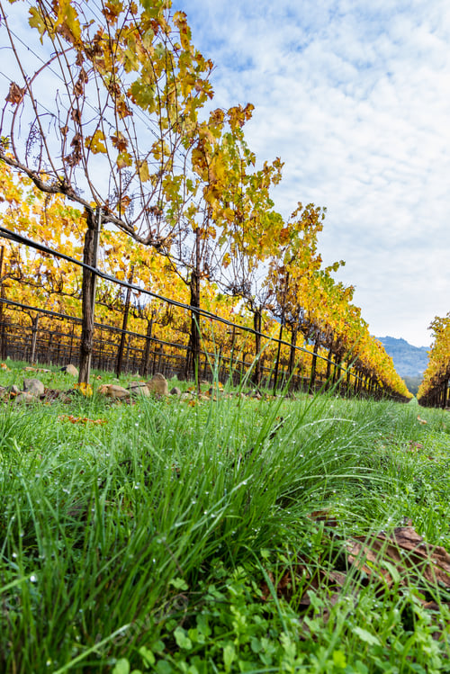 Preview: Low Profile View In Between Rows Go Grape Vines With A Golden Yellow Color With The Green Grass