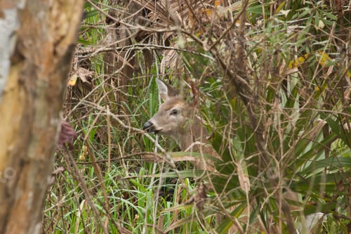 Preview: Deer In A Swamp