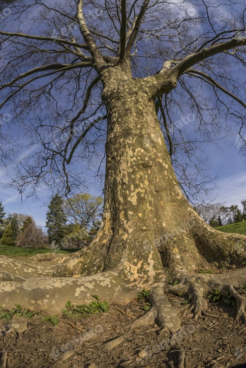 Preview: Platanus Acerifolia, London Plane, London Planetree, Or Hybrid Plane, Is A Tree In The Genus