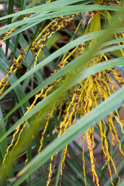 Preview: A Closeup Of Palm Tree Seeds Amidst Green Fronds 9784
