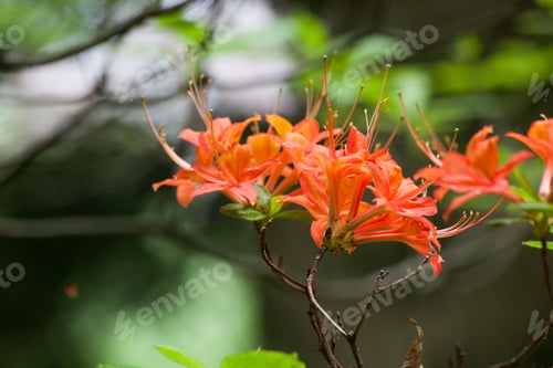 Preview: Orange Azalea Growing In The Sunshine