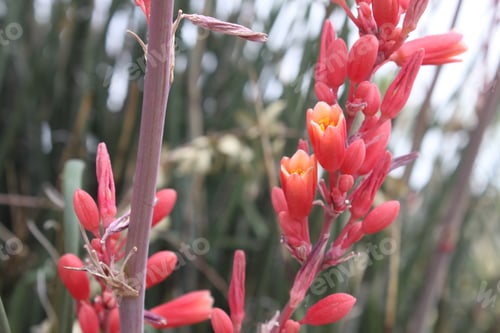 Preview: Red Yucca Plants With Small Flowers 5529