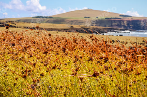 Preview: Chile Easter Island Isla De Pascua Nature And Ocean Around