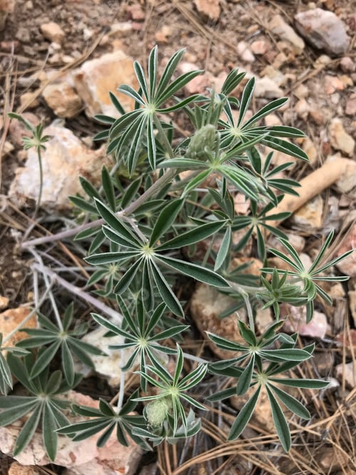 Preview: A Lupinus Sparsiflorus Plant With Green Leaves 4648