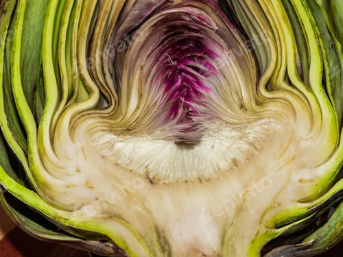 Preview: Close Up Of A Fresh Artichoke Sliced In Half Exposing The Intricate Anatomy And Coloring Of The