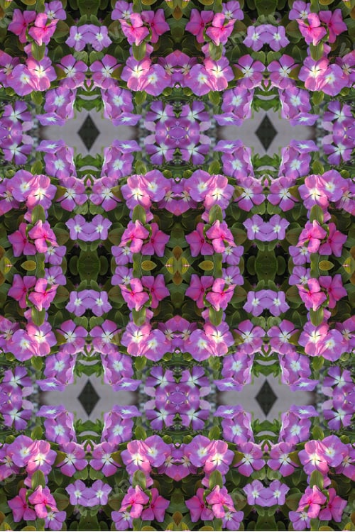 Preview: Abstract Of Vinca Plants With Bright Pink And Purple Flowers 9938