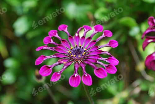 Preview: Blooming Tropical Flower Blossoms In A Garden.