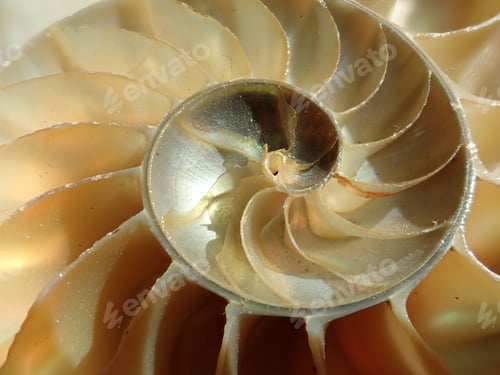 Preview: Chambered Nautilus Sea Shell