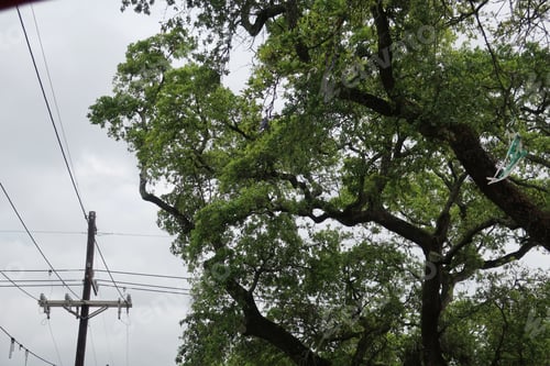 Preview: Beads Hanging In New Orleans After Mardi Gras
