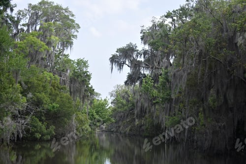 Preview: Winding Water Way With Spanish Moss Draped Trees In Louisiana.