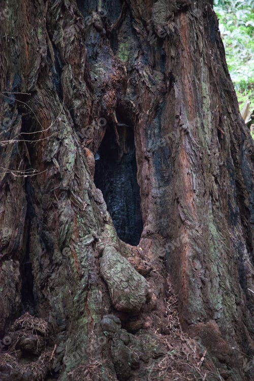 Preview: Redwood Trees In Muer Woods California