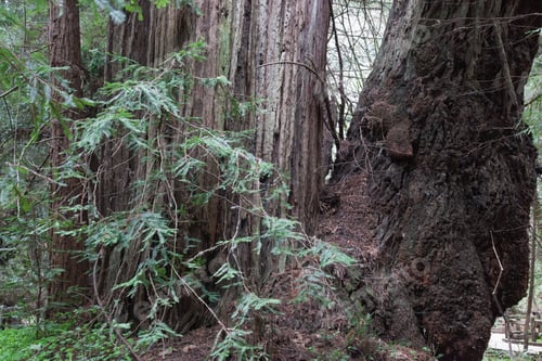 Preview: Redwood Trees In Some Woods