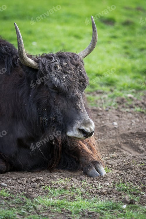 Preview: Closeup Of A Yak (Box Grunniens) Over Spring Green Grass