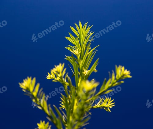 Preview: Green Twig On A Blue Background.
