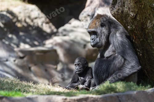 Preview: New Baby Gorilla At The Zoo Staying Close To His Mother