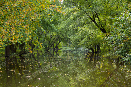 Preview: Forest
