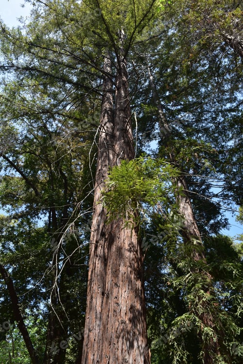 Preview: Redwoods And Sequoia Trees In A California Forest.
