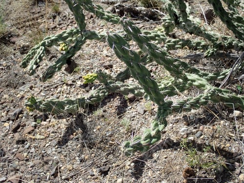 Preview: Devil'S Walking Stick In The Dryness Of The Desert