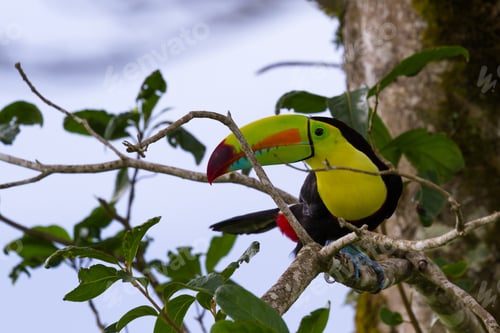 Preview: Close Up Of A Keel Billed Toucan In The Costa Rican Rainforest