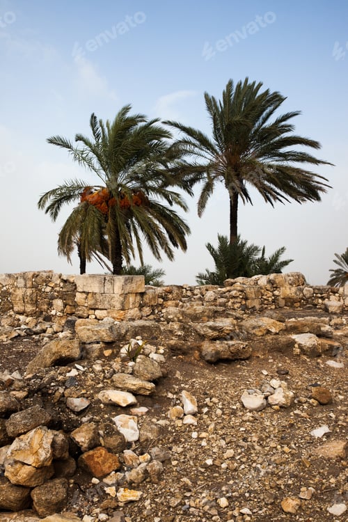 Preview: Ruins With Date Palm Trees From Megeddo Israel