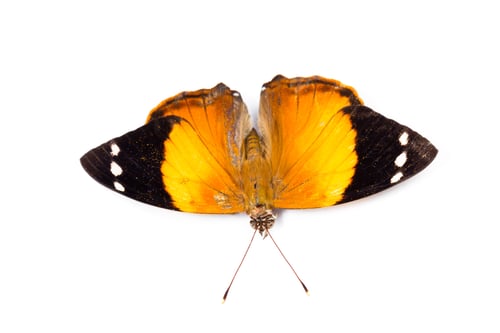 Preview: Beautiful Orange Butterfly Isolated On A White Background