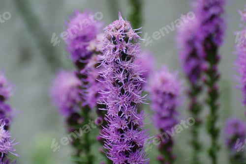 Preview: Flowering Purple Liatris Plants In A Garden.