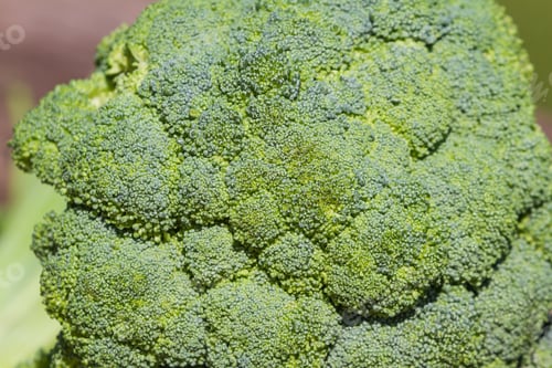 Preview: Close Up Of An Organic Broccoli Head Under Bright Sunshine