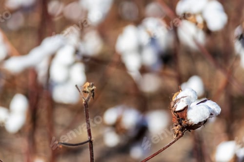 Preview: Closeup Of Blooming Cotton In A Field Ready For Harvest