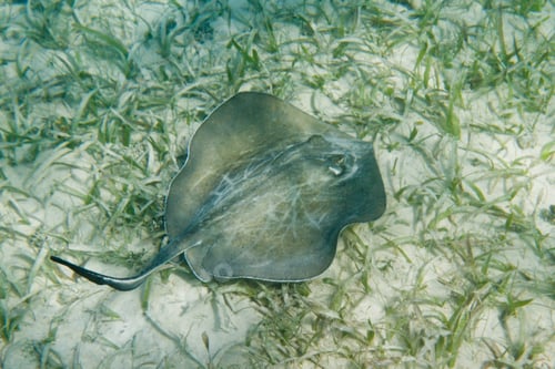 Preview: Underwater Close Up Of A Sting Ray Of The Coast Of Belize