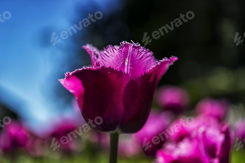 Preview: True Pink Color Tulip Closeup In Sunny Day.